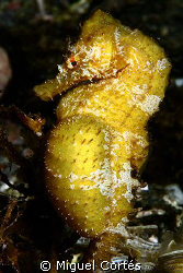 Sea-horse pregnant. by Miguel Cortés 